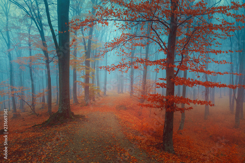 Calm foggy forest during au...