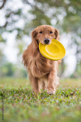 Golden Retriever playing Frisbee in the meadow photo