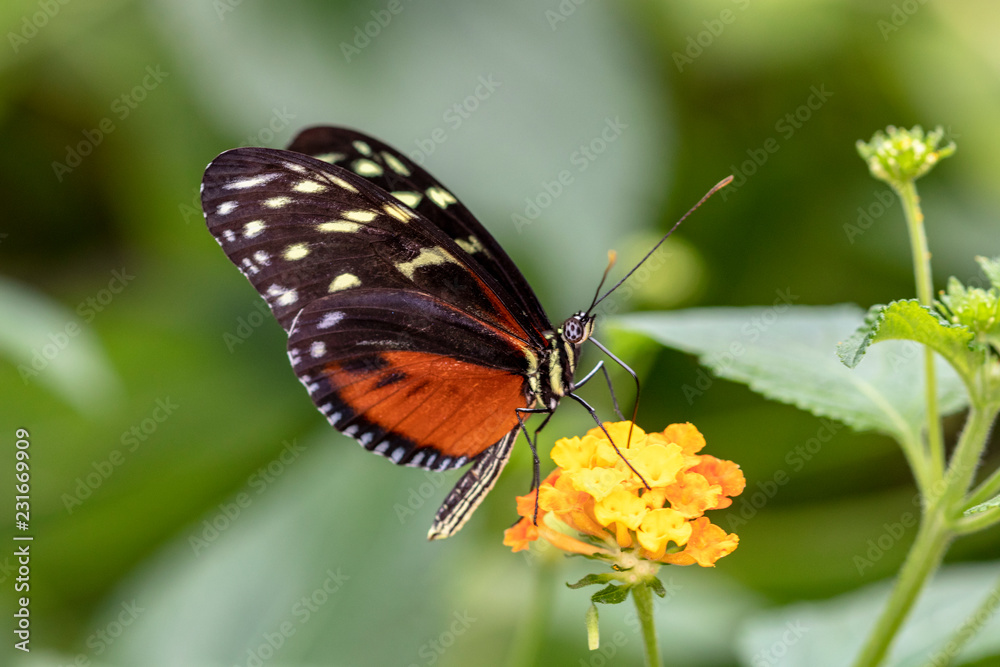 Papillon Heliconius hecale sur une fleur Papillon Heliconius hecale sur une fleur