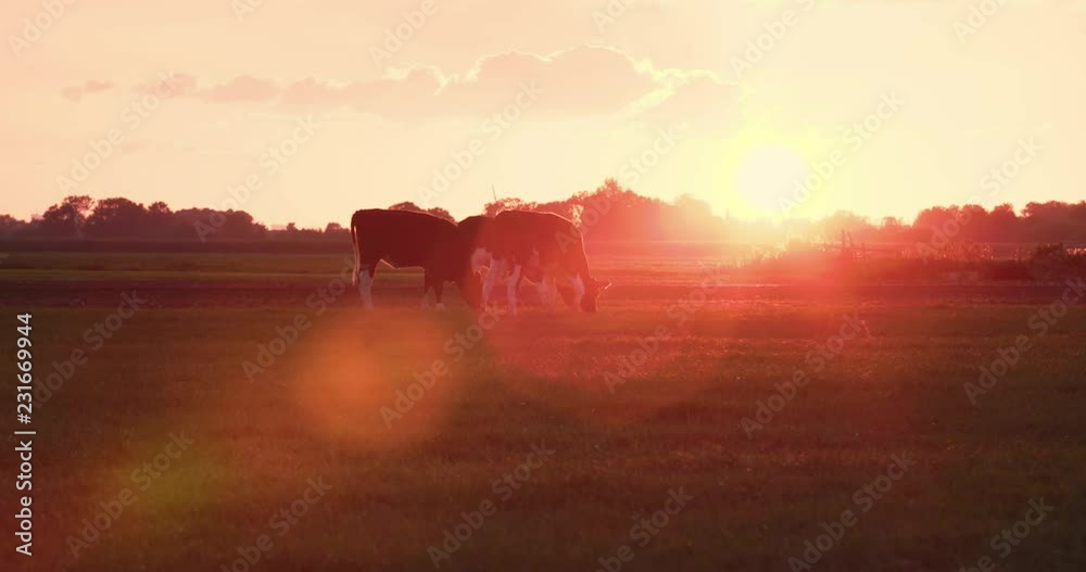 Agriculture and farming - cows grazing on a farm field by sunset. Agriculture and farming - cows grazing on a farm field by sunset.