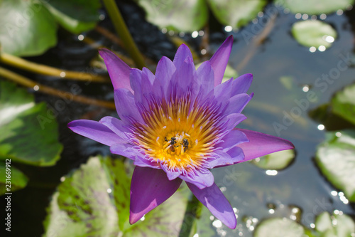 lotus in pond