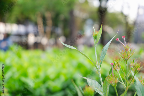 flower in grass