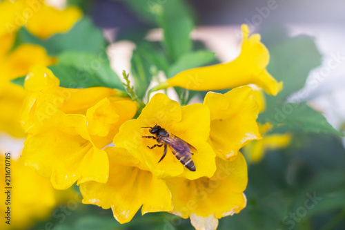 bee on yellow flower