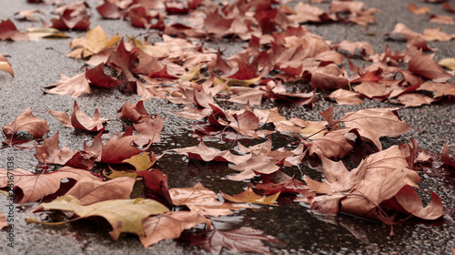 Fallen autumn maple red and orange leaves in puddle on sidewalk. Selective focus. Late fall rainy mood