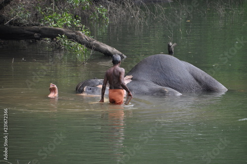 Elefant wird gebadet von seinem Mahout