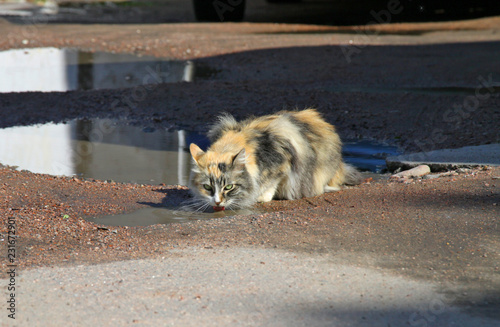 the cat is drinking from the puddle
