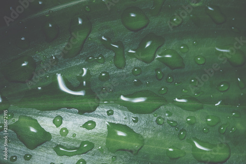 Background patterned leaves