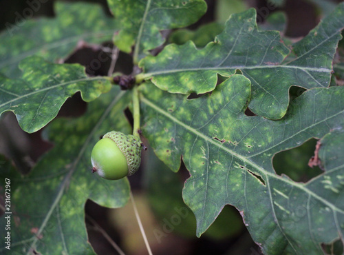 oak acorn on a branch