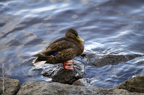 duck on the stone