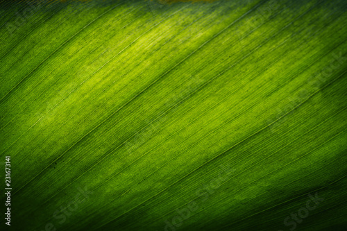 Background patterned leaves