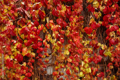 Autumn floral texture with red leaves 01