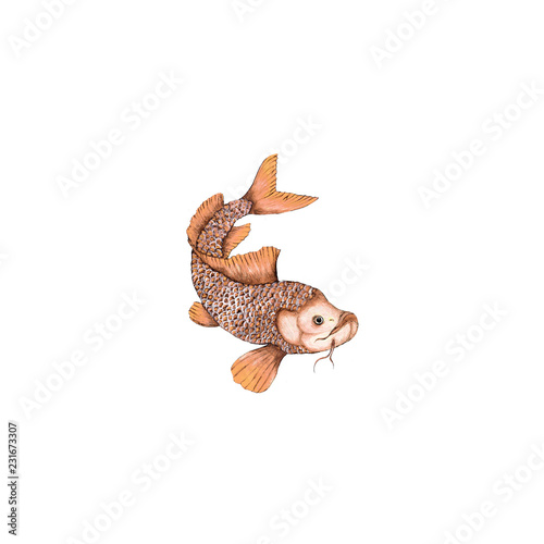 Watercolor isolated illustration of koi fish