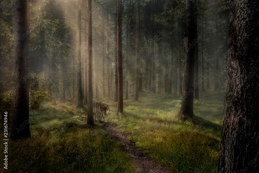 Obraz premium Waldgeheimnisse