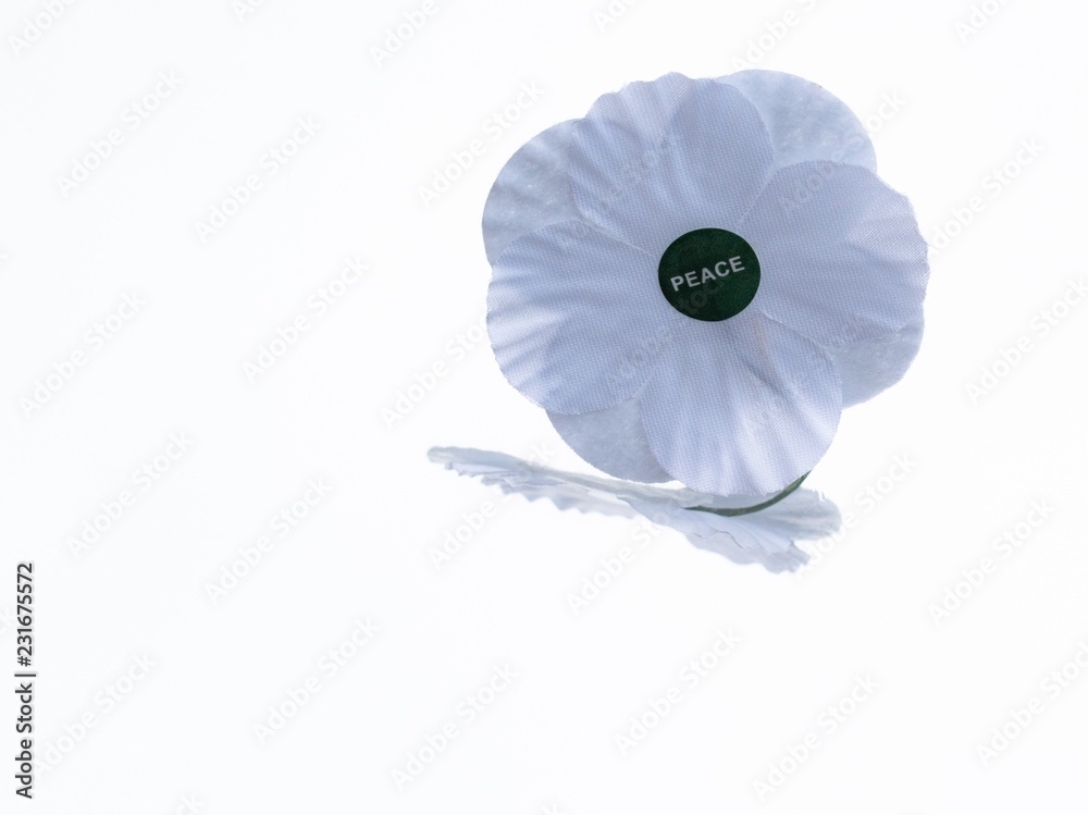 white poppies white ppppies white poppies white ppppies