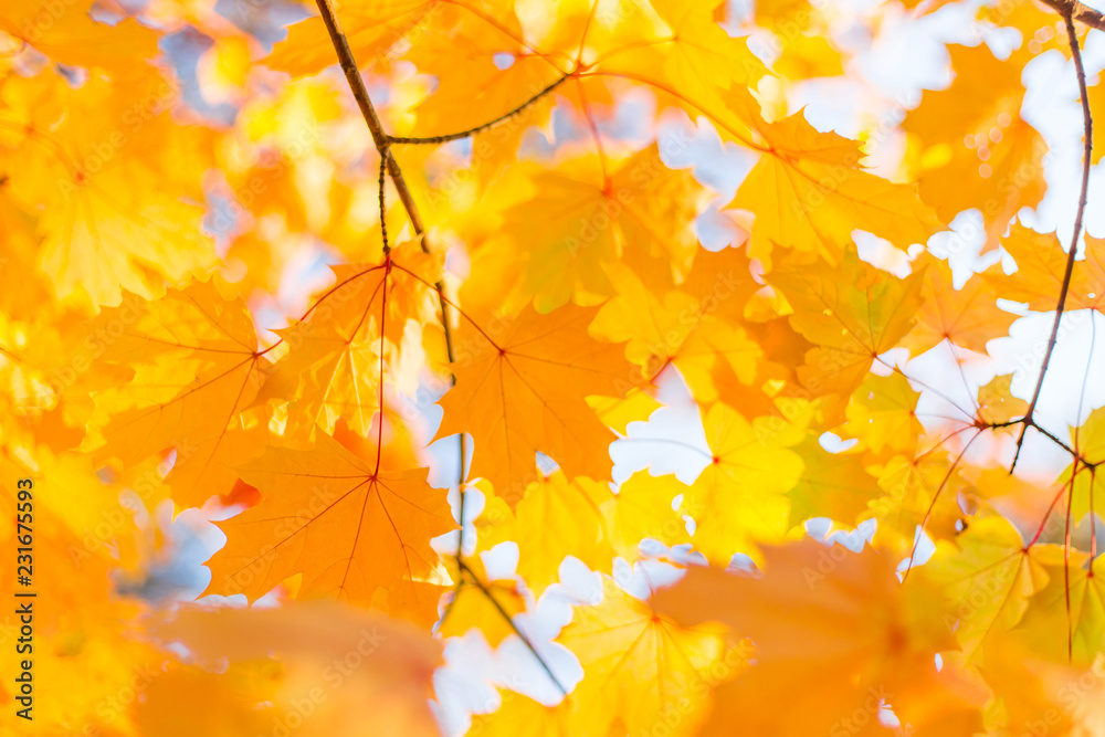 Autumn maple leaves on branch. Sun, sunlight Autumn maple leaves on branch. Sun, sunlight