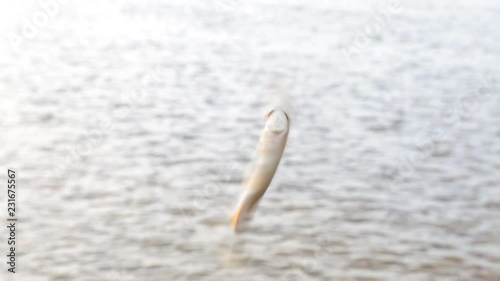 Caught silver roach hangs on the hook deftly spinning and curving