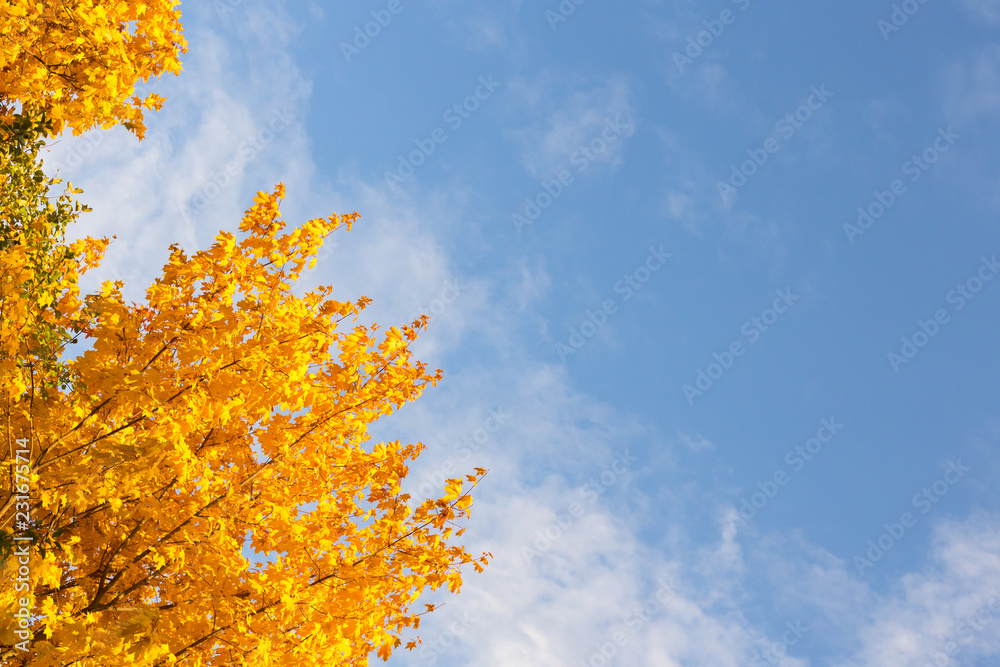Autumn maple leaves on branch against blue sky, copy space Autumn maple leaves on branch against blue sky, copy space