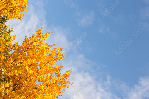 Autumn maple leaves on branch against blue sky  copy space