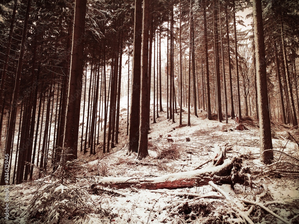 Naklejka premium natura drzewa kolory rośliny niebo chmury