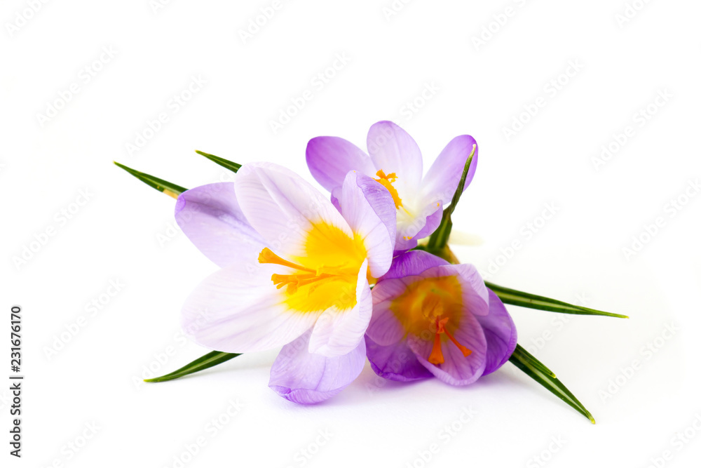 crocus - one of the first spring flowers