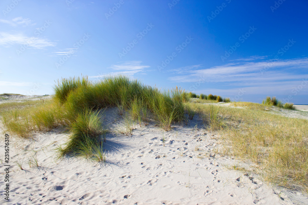 the dunes, Renesse, Zeeland, the Netherlands the dunes, Renesse, Zeeland, the Netherlands