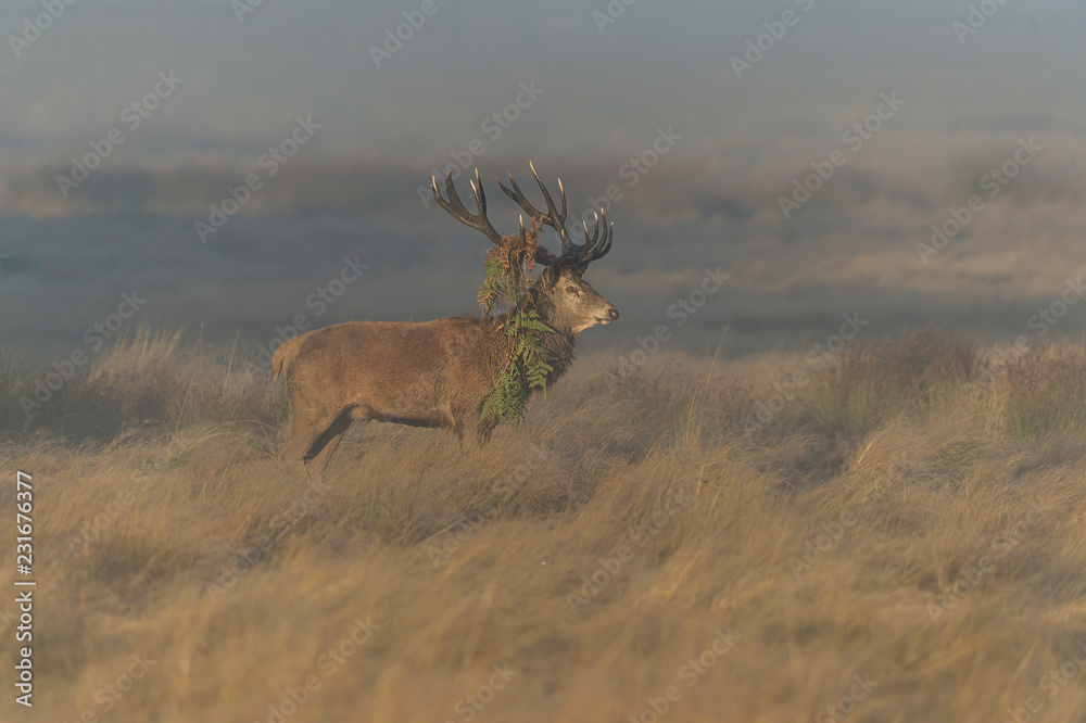 Fototapeta premium Jeleń Jeleń