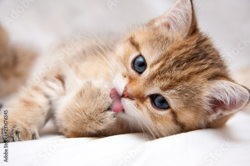 Fototapet Portrait of a cute Golden kitten who lies on a light background and licks tongue