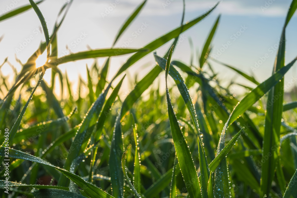 Fototapeta premium winter wheat with drops of dew in late autumn at sunset