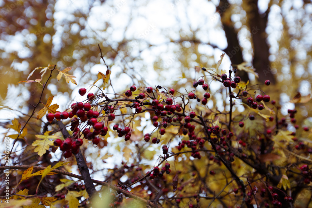 Red berries with autumn leaves 02 Red berries with autumn leaves 02