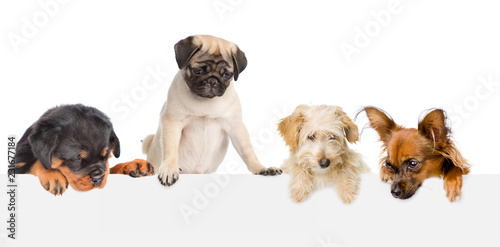 Group of dogs above white banner looking down. isolated on white background