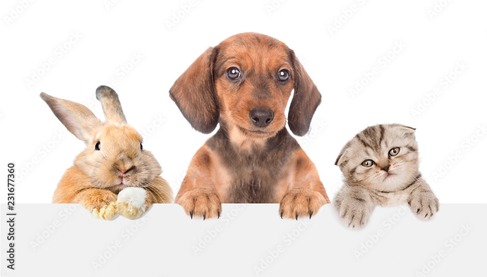 Group of pets  above empty white banner. isolated on white background. Space for text