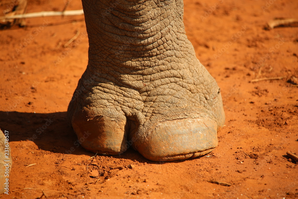 Obraz premium Reno 3