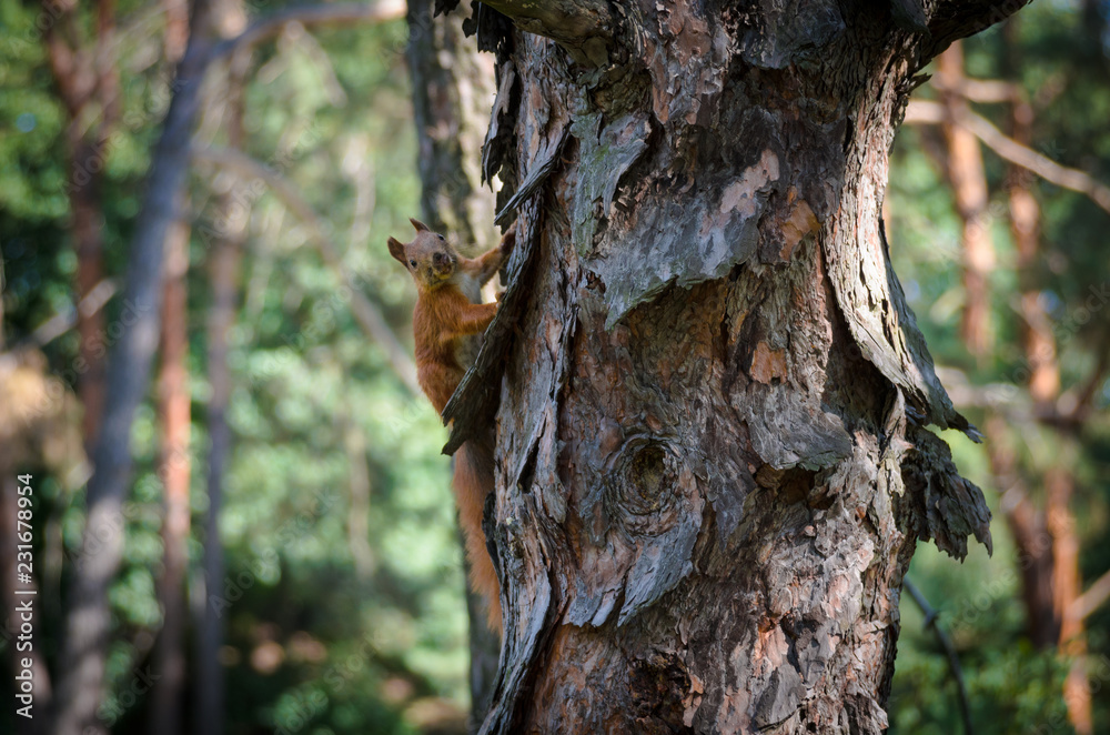 Obraz premium squirrel looking at photographer