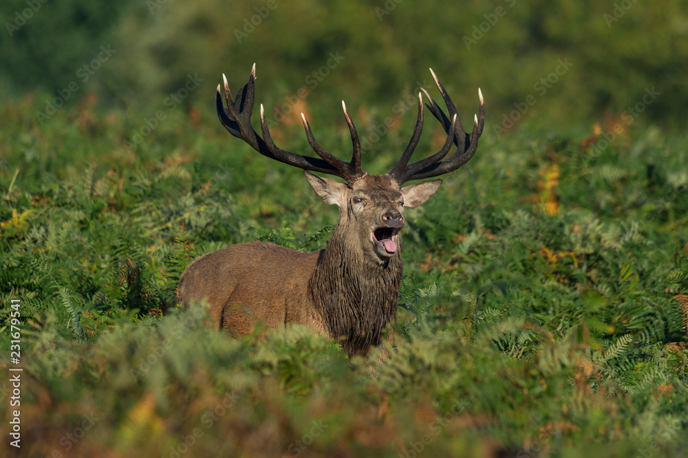 Red Deer Stag