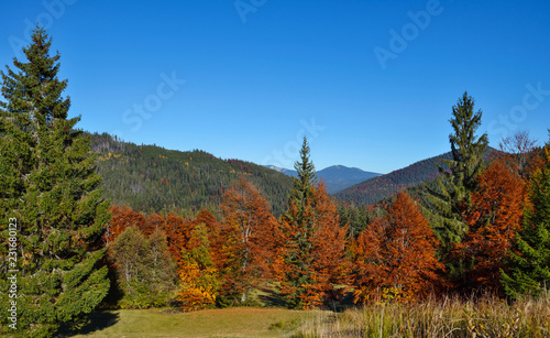 Beautiful autumn mountain landscape with bright trees. Carpathian, Ukraine, Europe.