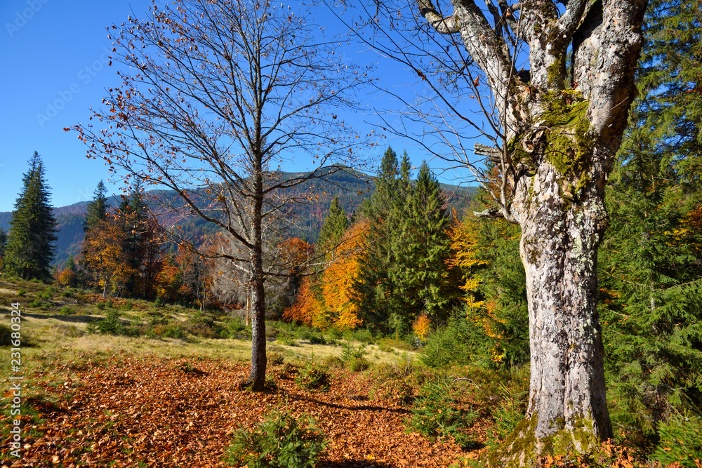 Beautiful autumn mountain landscape with bright trees.