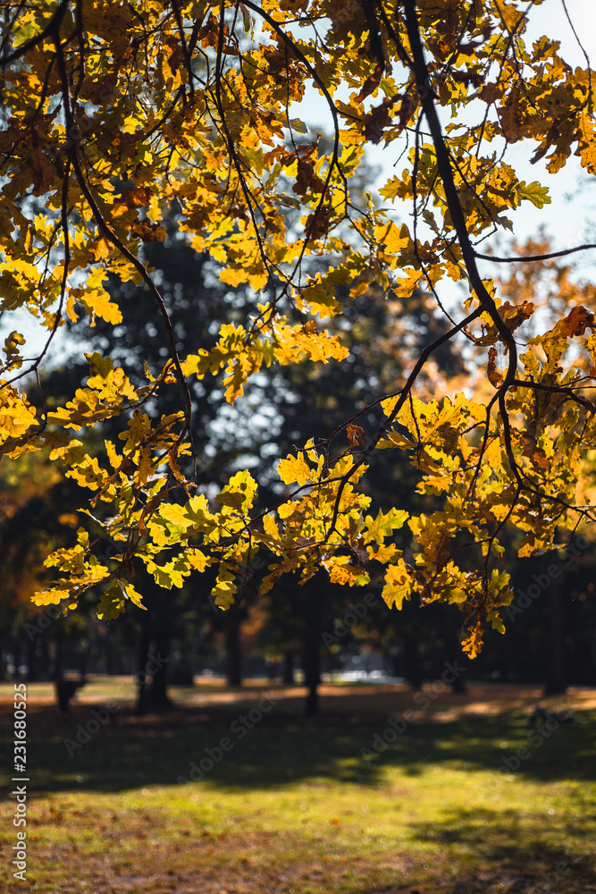 autumn in the park