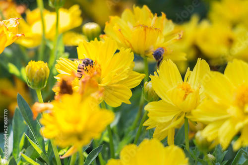 ฺBee on yellow flowers in garden