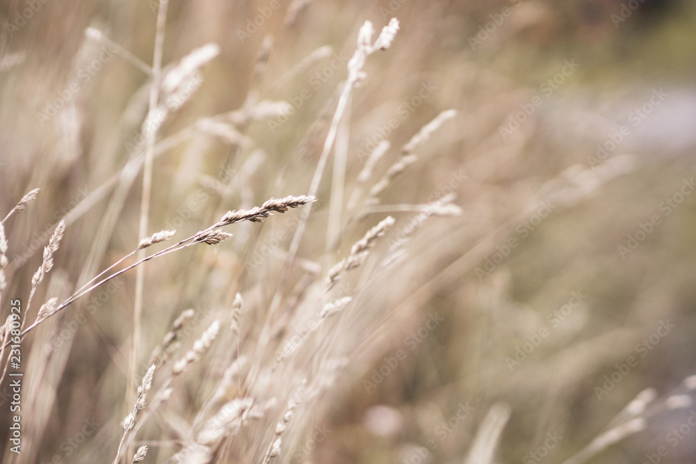 Fototapeta premium Grass on the field. Selective focus. Shallow depth of field.