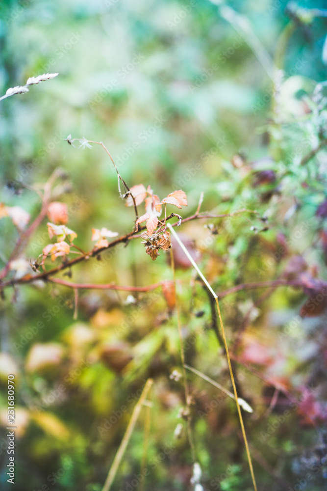 Grass on the field. Selective focus. Shallow depth of field. Grass on the field. Selective focus. Shallow depth of field.