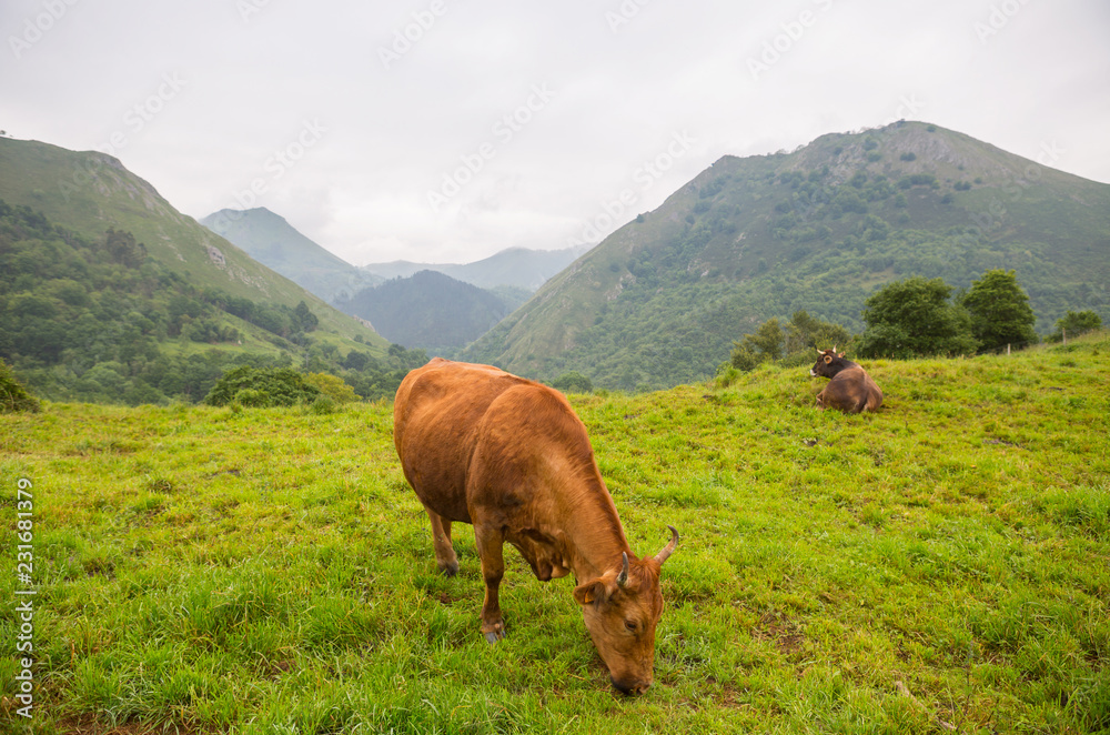 Fototapeta premium farm cows