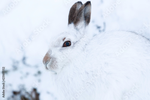 white mountain hare  lepus timidus