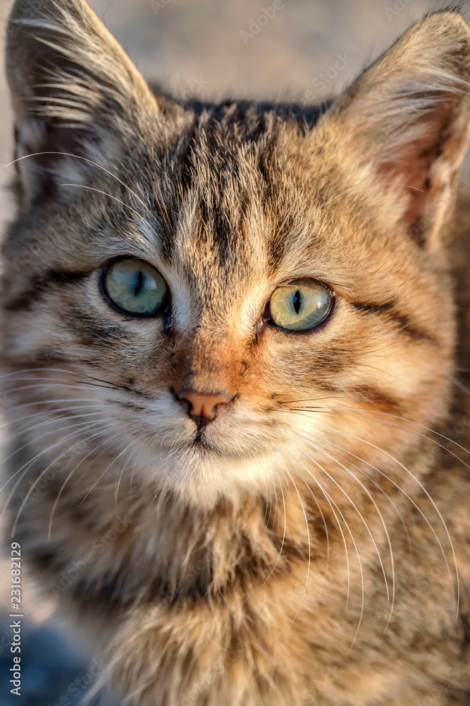 Portrait of a cute small cat with green eyes. Close up