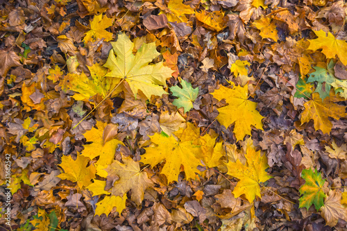 background of yellow maple leaves on the ground in the forest
