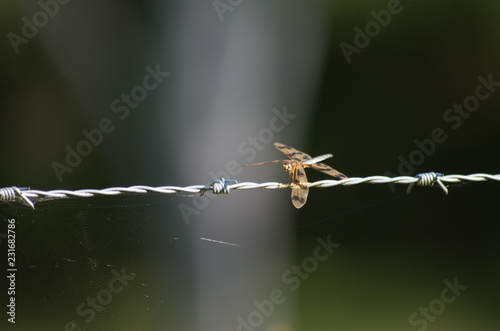 Graphic Flutterer Dragonfly perched on a wire © Adam