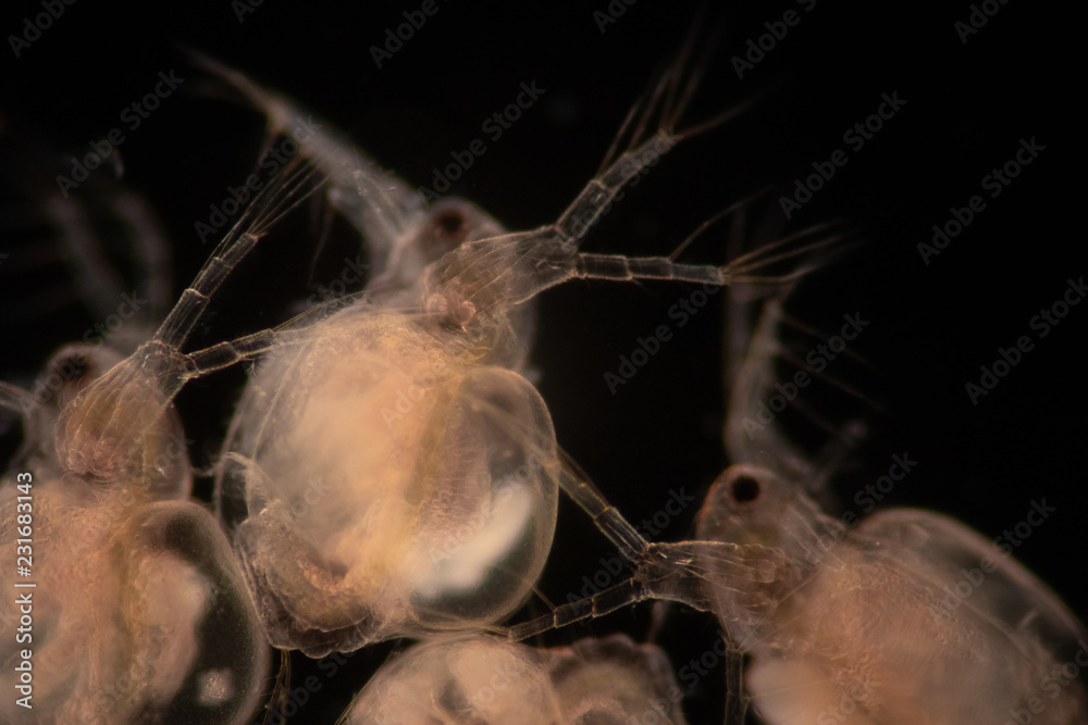 The Cladocera are an order of small crustaceans commonly called water fleas on the slide under microscope. The Cladocera are an order of small crustaceans commonly called water fleas on the slide under microscope.