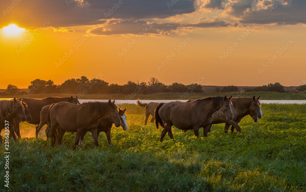 custom made wallpaper toronto digitalHorses in the meadow on the background of the sunset. Domestic animals graze in flood plains, on the river bank. Against the backdrop of the sunset.