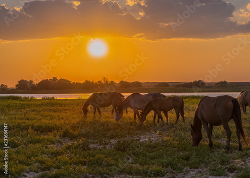 Horses in the meadow on the background of the sunset. Domestic animals graze in flood plains  on the river bank. Against the backdrop of the sunset.