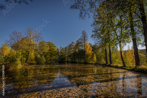 Small lake with bank full of big old trees with colorful green and yellow leaves, autumn in Czech Moravian Highlands near Hamry nad Sazavou photo