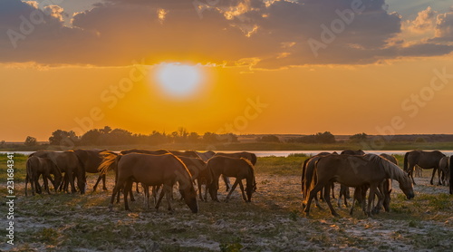 Horses in the meadow on the background of the sunset. Domestic animals graze in flood plains  on the river bank. Against the backdrop of the sunset.
